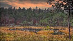 Waldbiotop in Herbstfarben.