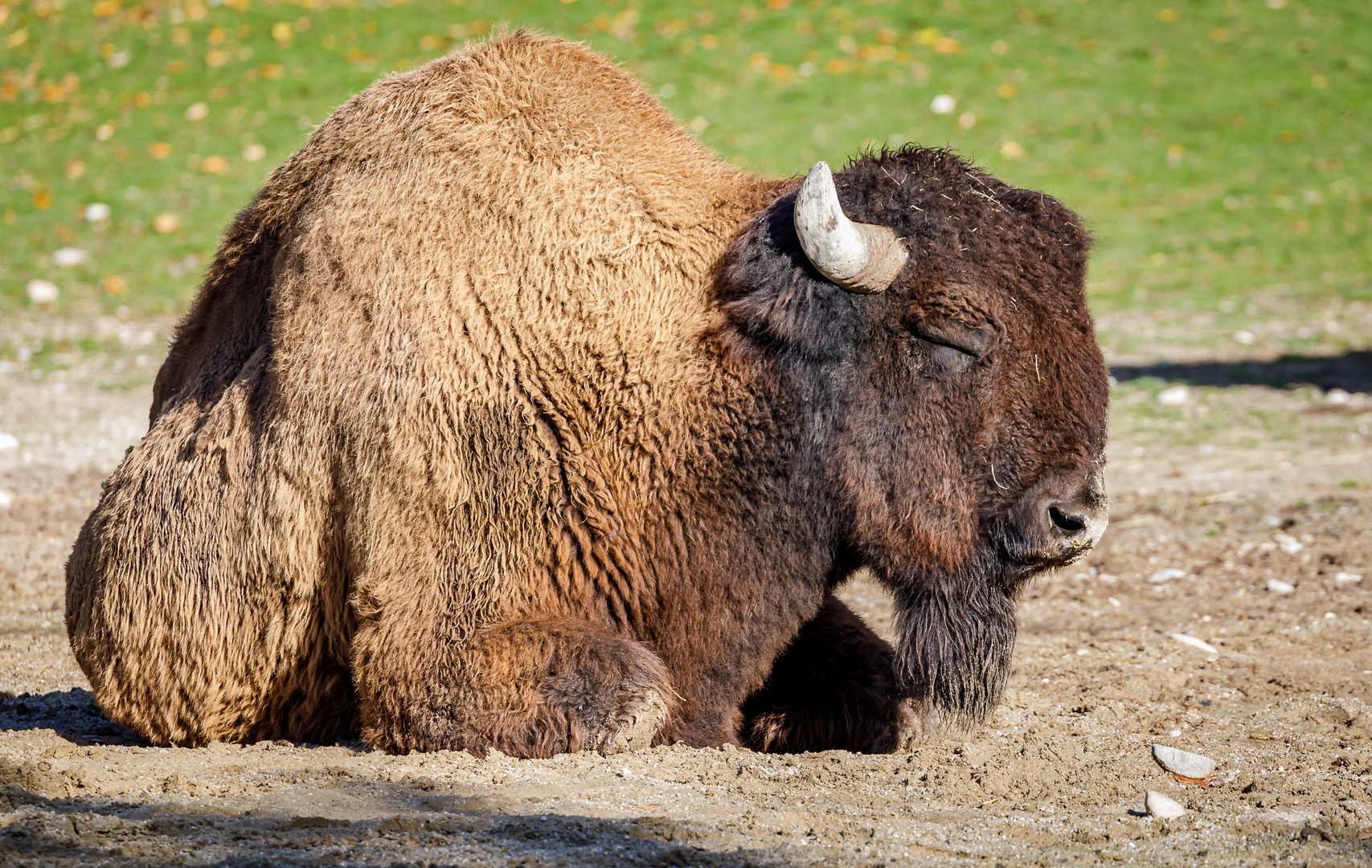 Waldbison (Bison bison athabascae)