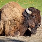 Waldbison (Bison bison athabascae)