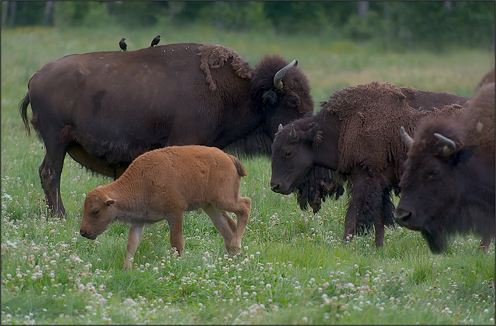 waldbisons