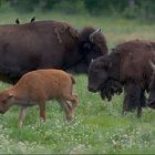 waldbisons