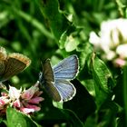 Waldbläuling Paar