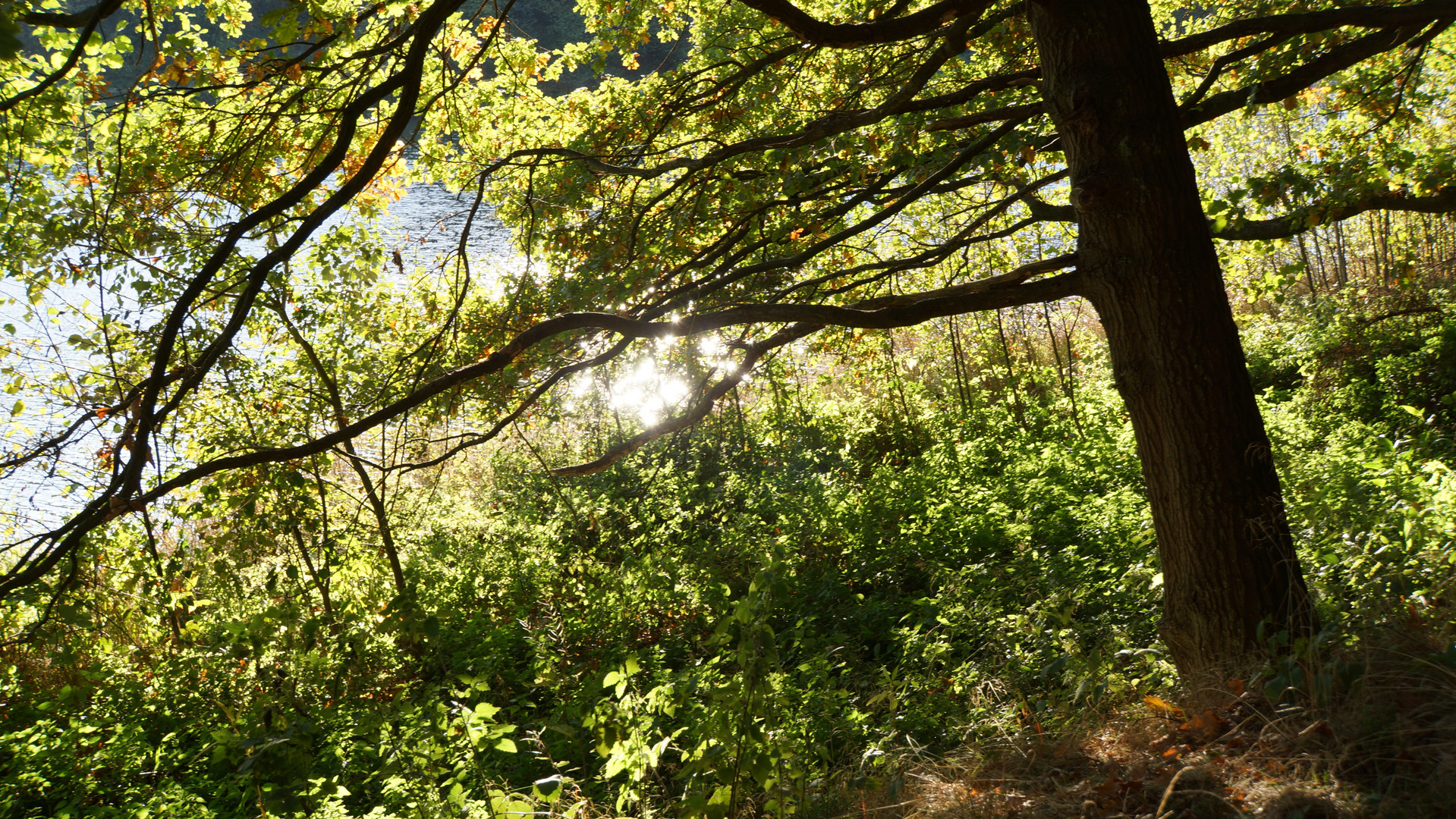 Waldblick 01