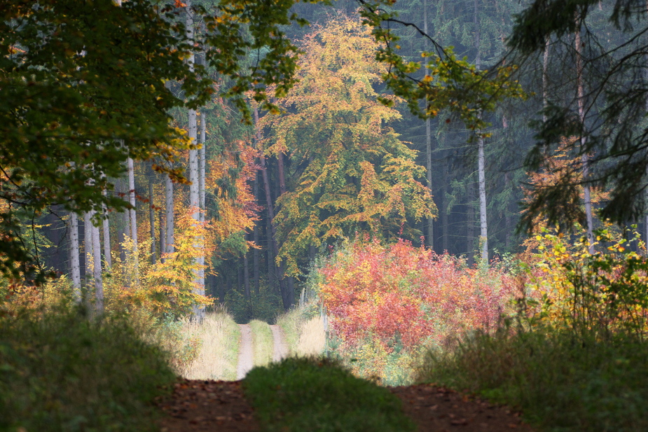 Waldblick