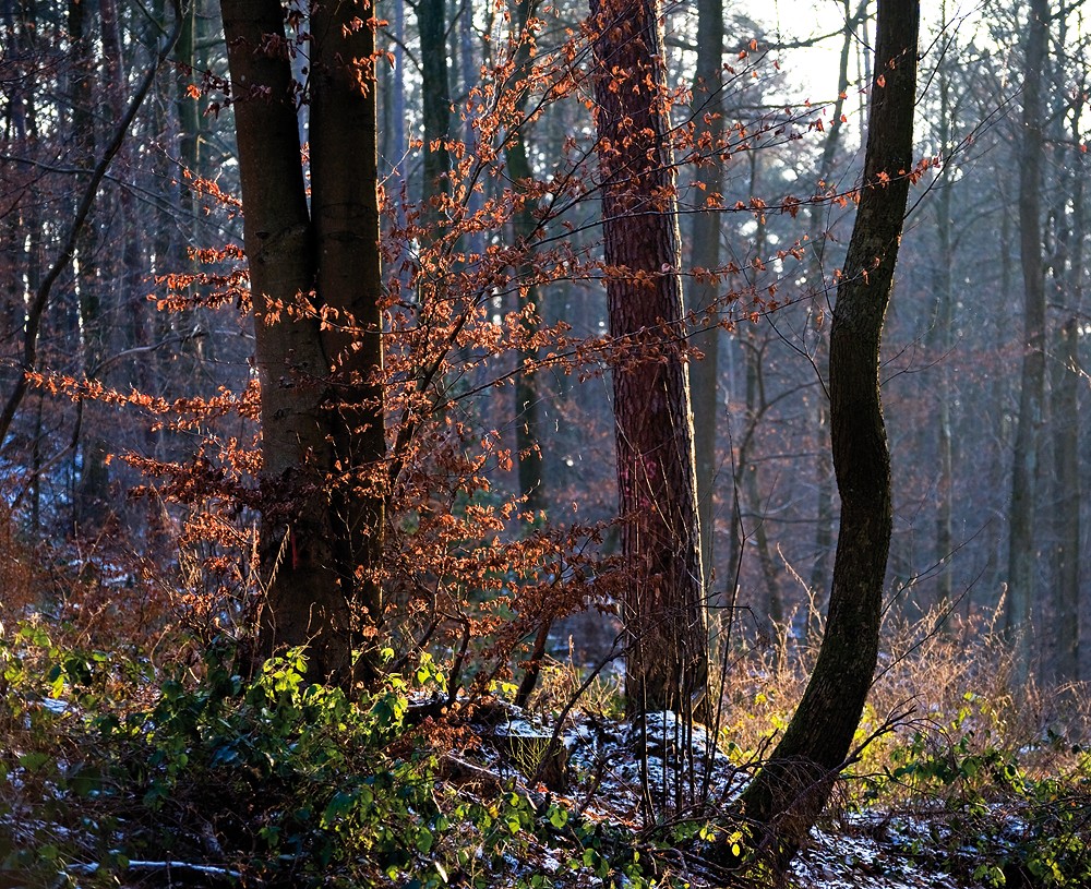 Waldblick