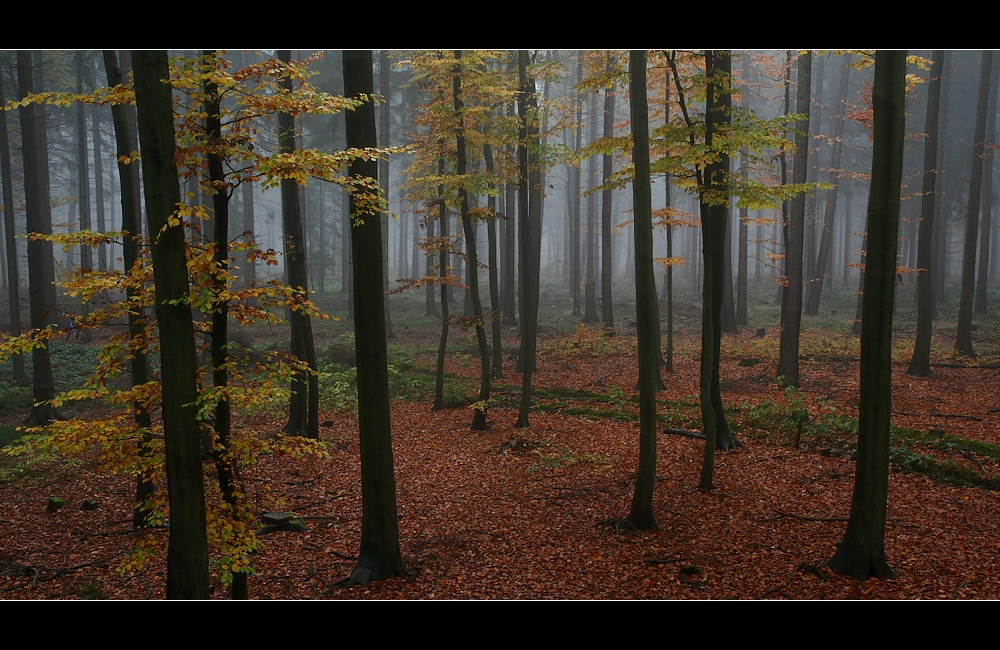 Waldblick