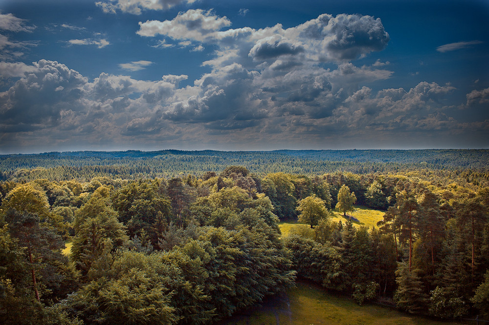 Waldblick