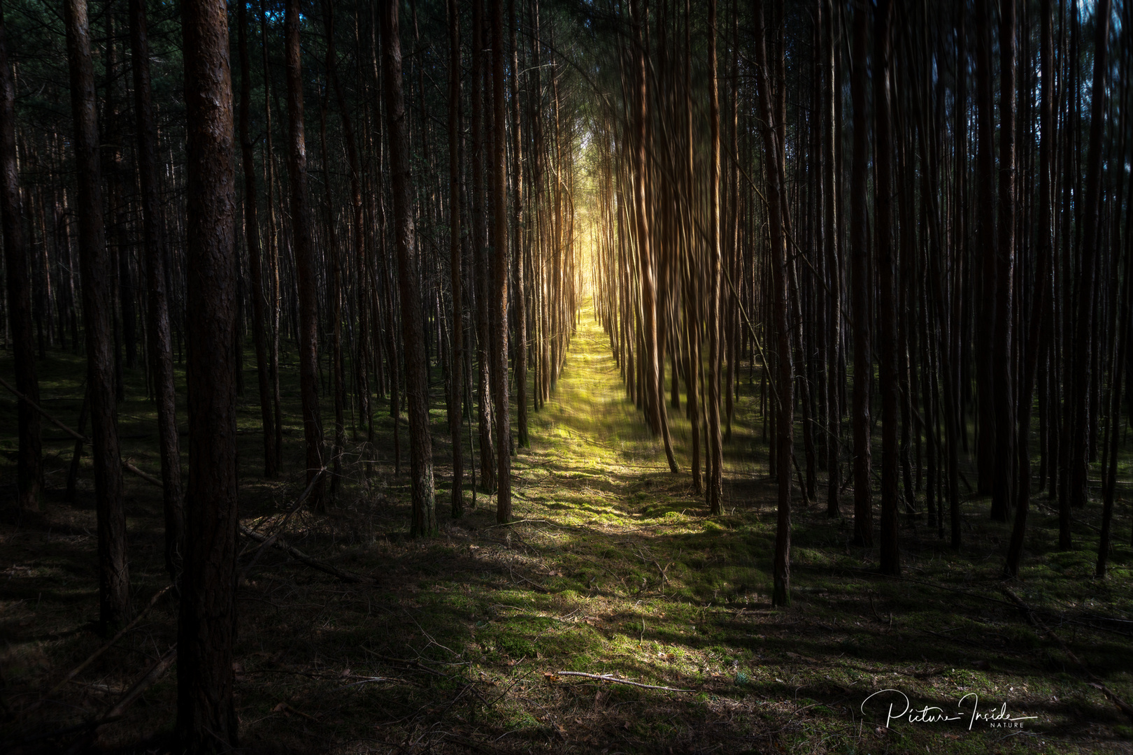 Wald:Blick