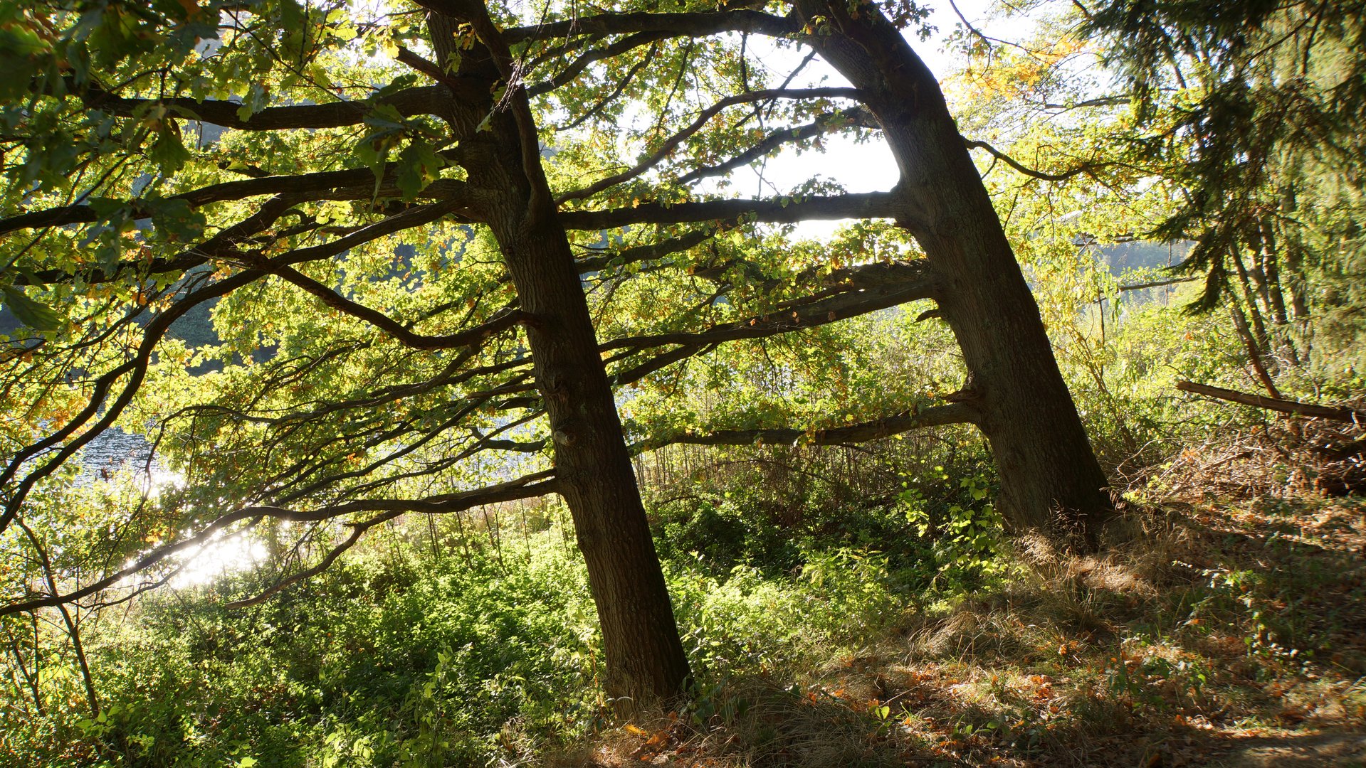 Waldblick