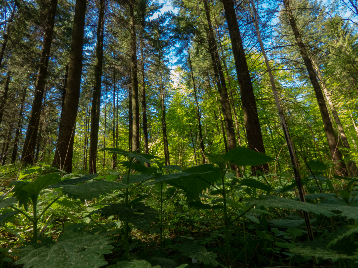 Waldblick