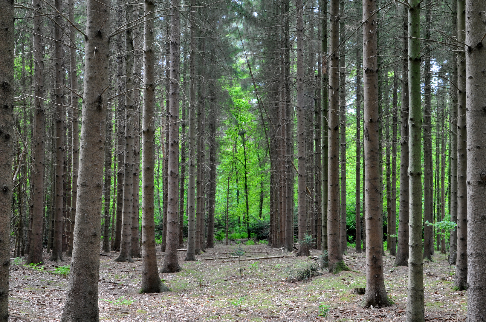 Waldblick