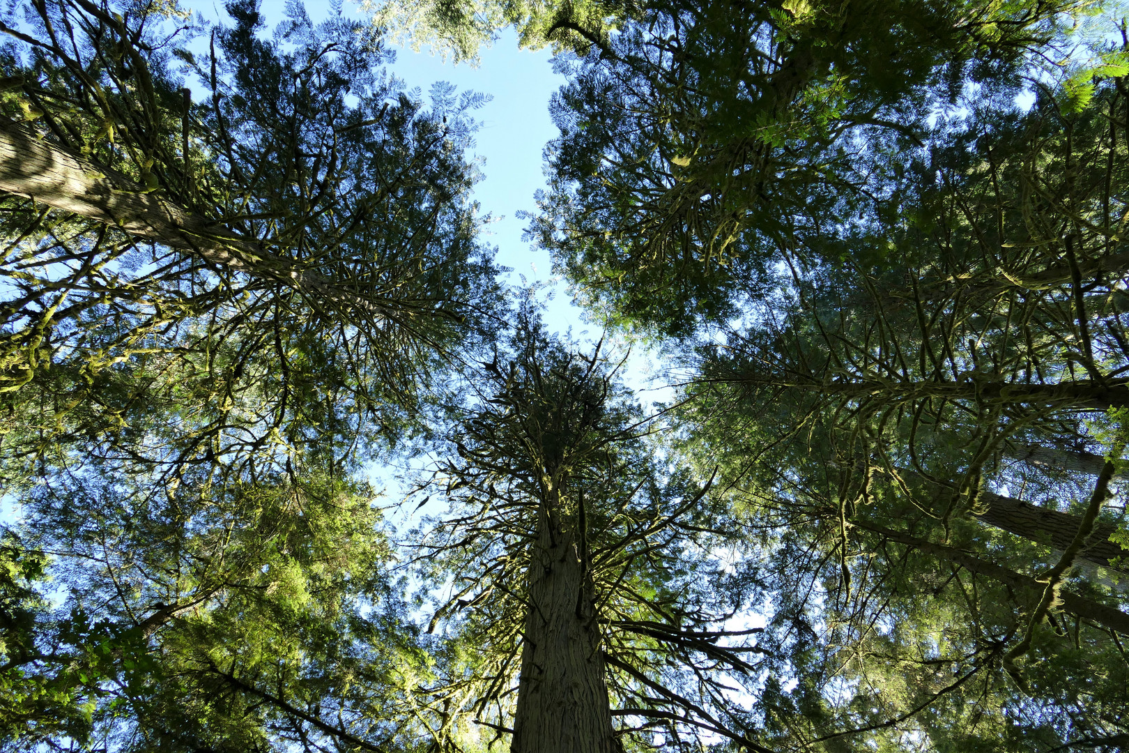 Waldblick