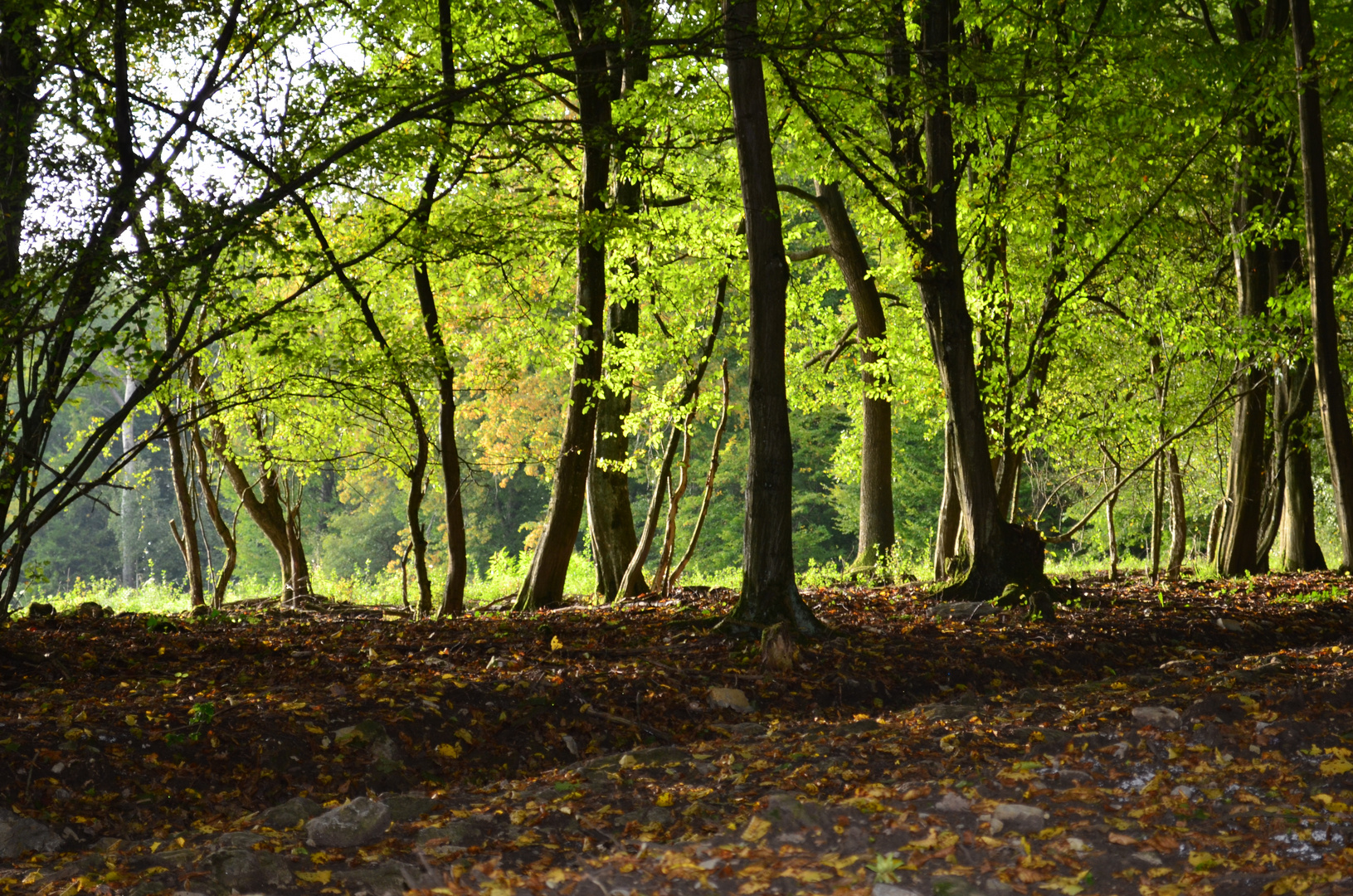 Waldblick