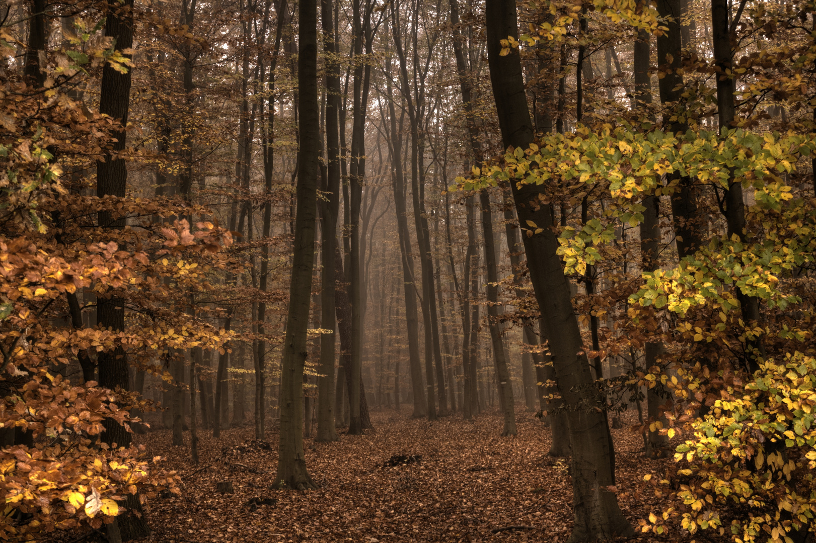 Waldblick