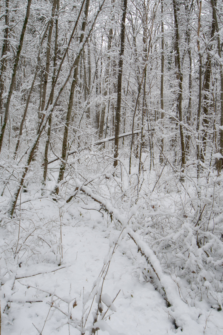 Waldblick