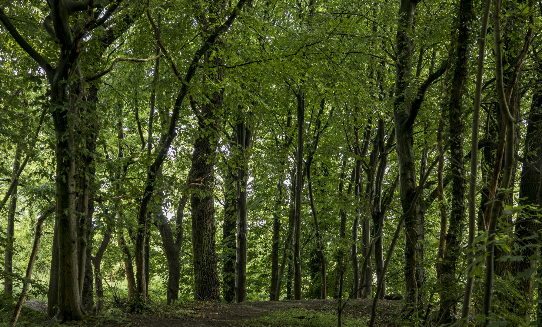 Waldblick