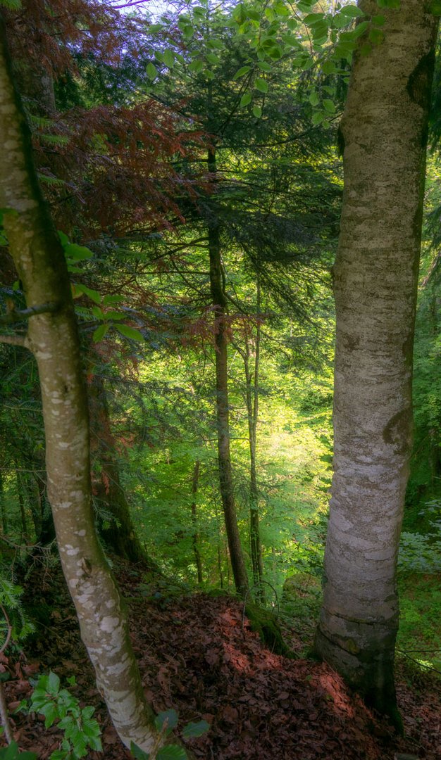 Waldblick