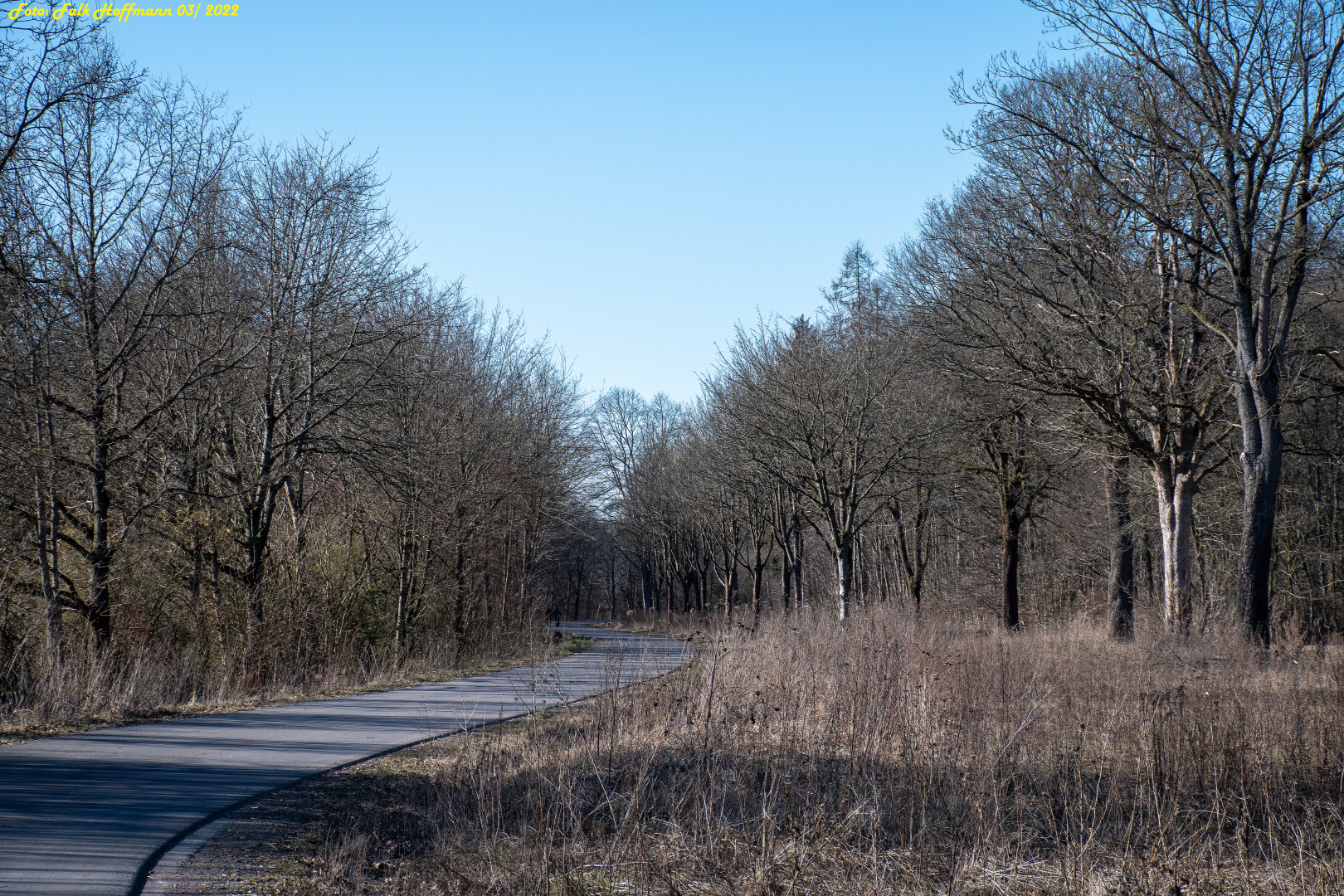 Waldblick