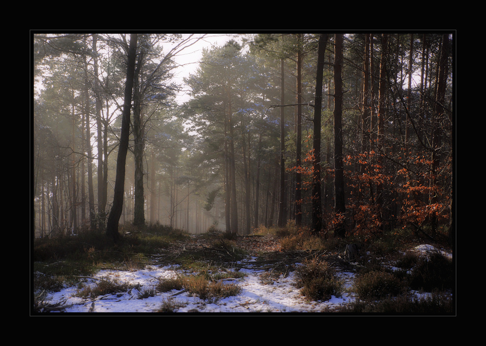 Waldblick