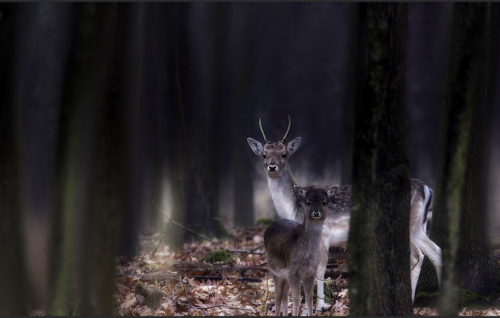 waldblick