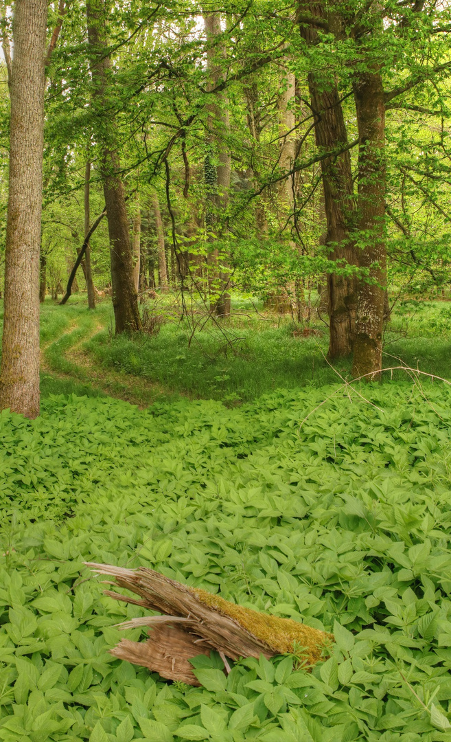 Waldblick HDR