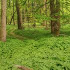 Waldblick HDR