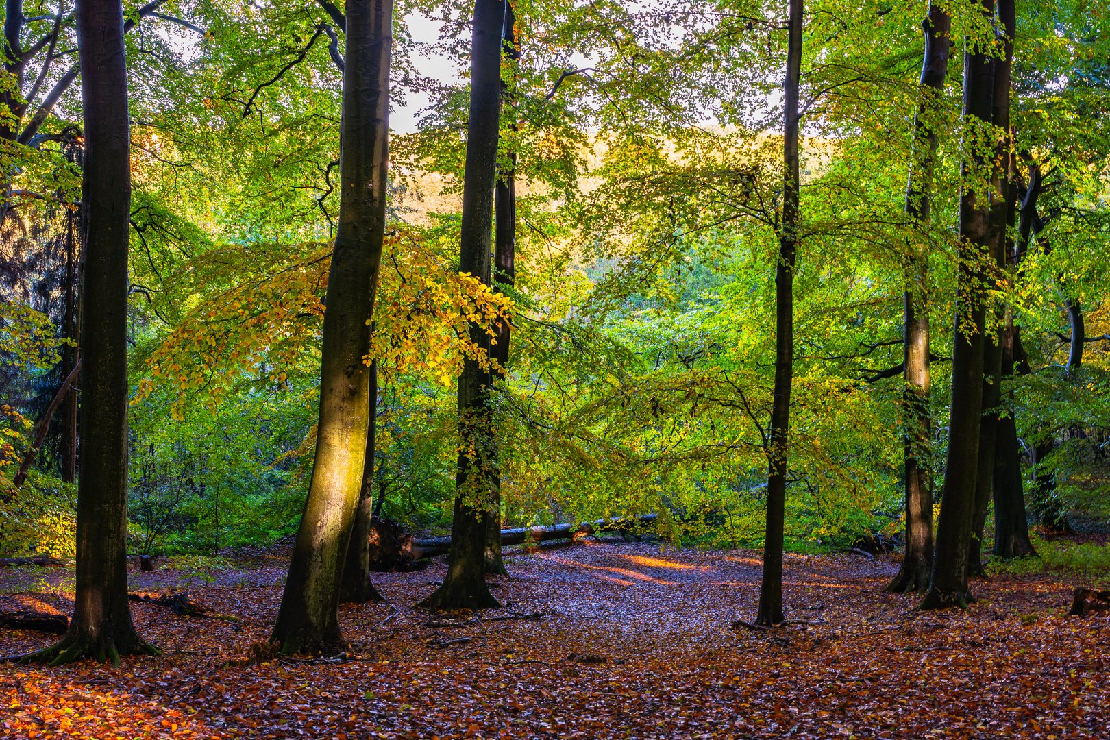 Waldblick im Herbst