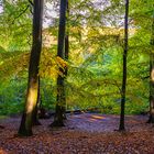 Waldblick im Herbst