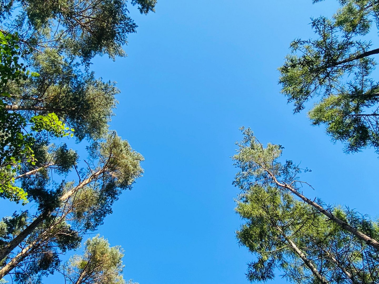 Waldblick in den Himmel