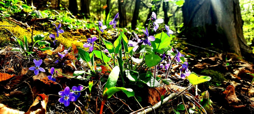 WaldBLÜHboden