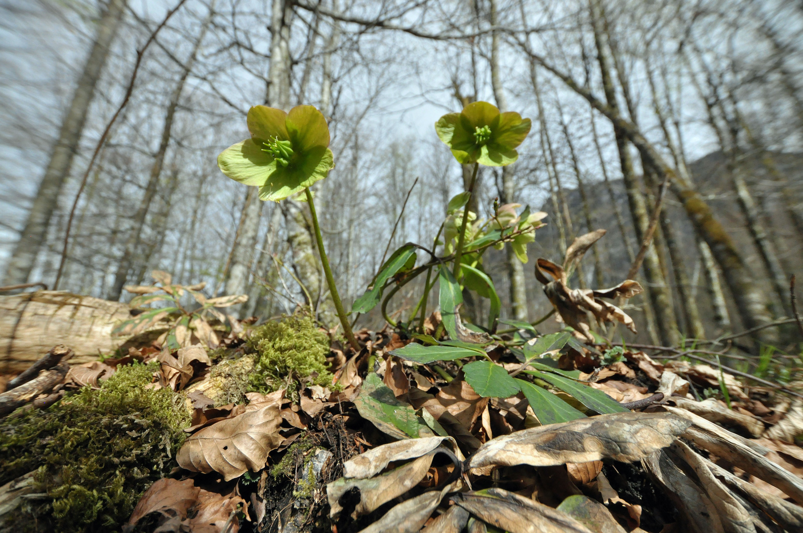 waldblüher