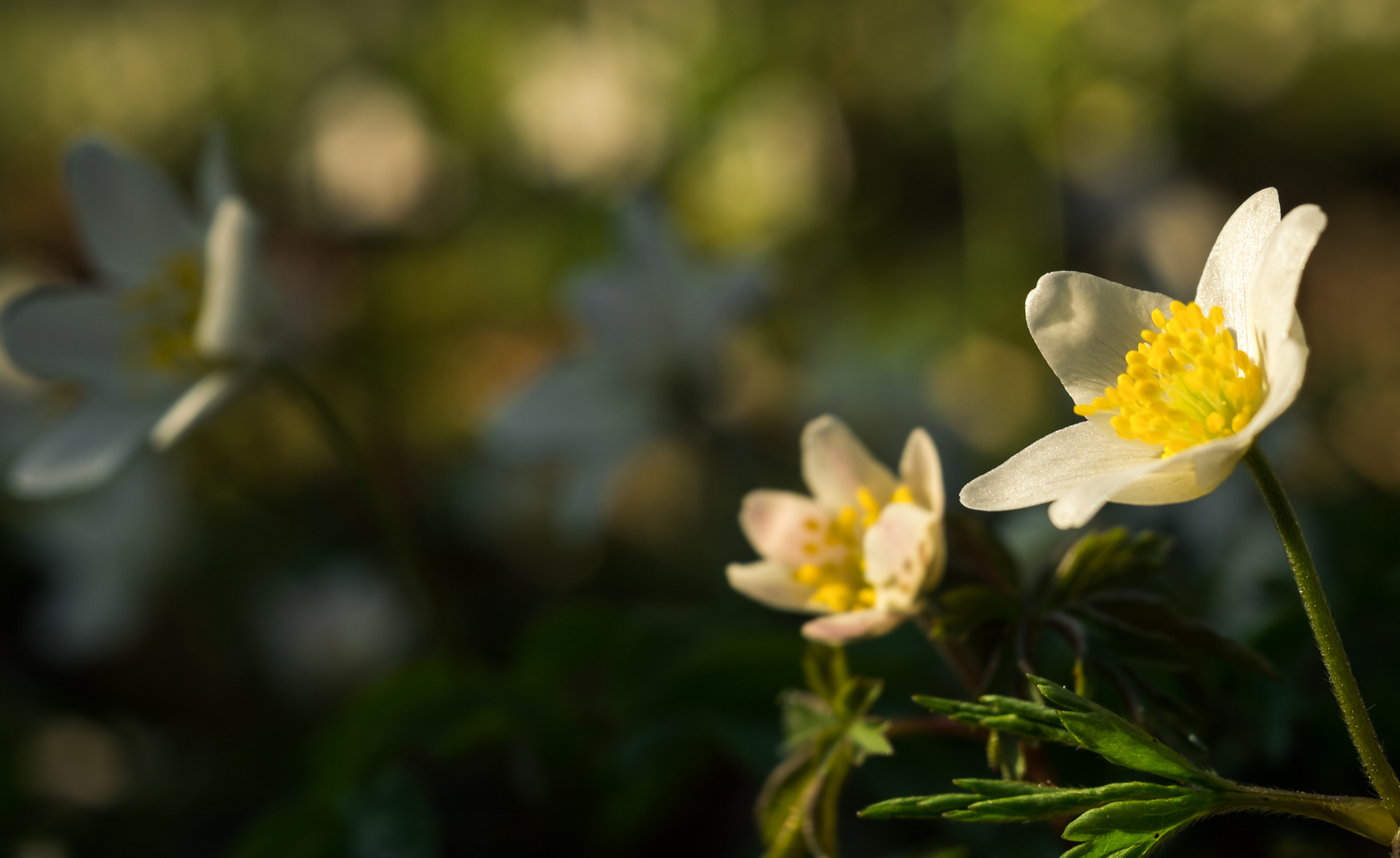 Waldblümchen