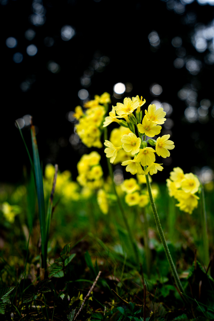 Waldblümchen