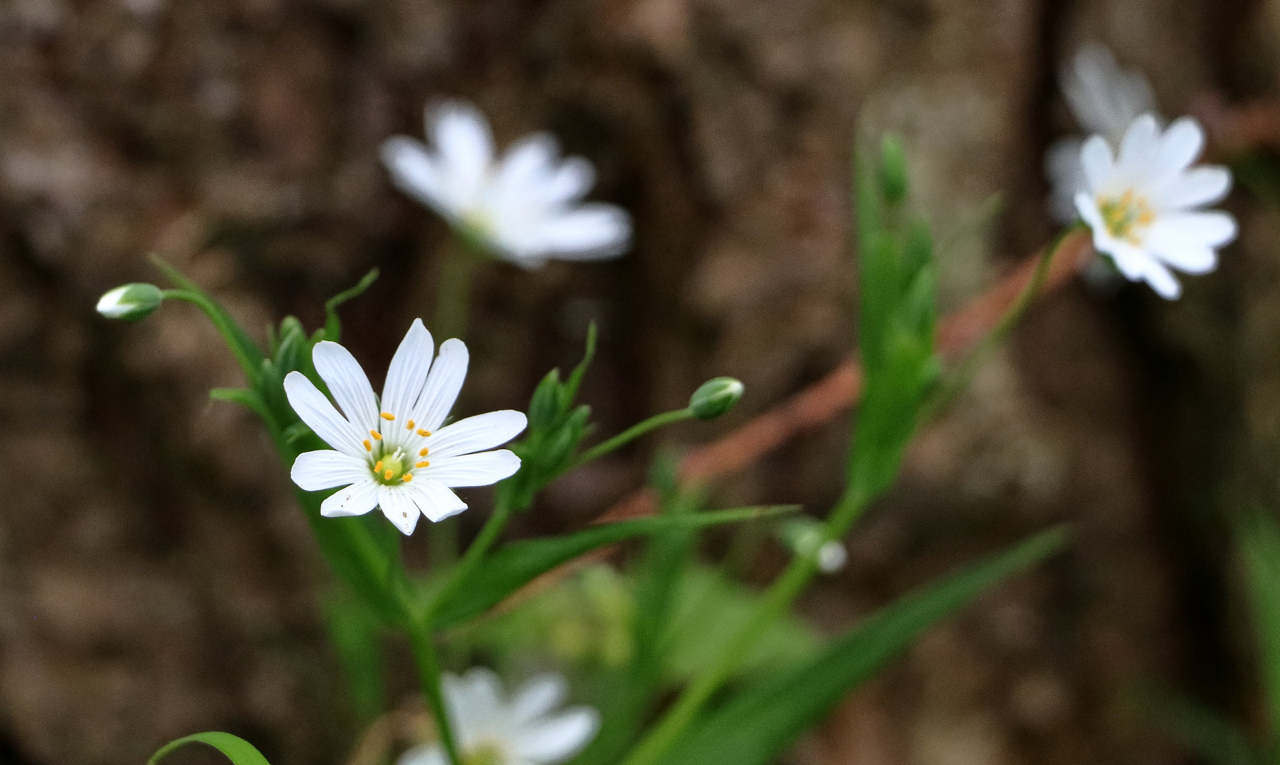 Waldblümchen