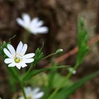 Waldblümchen