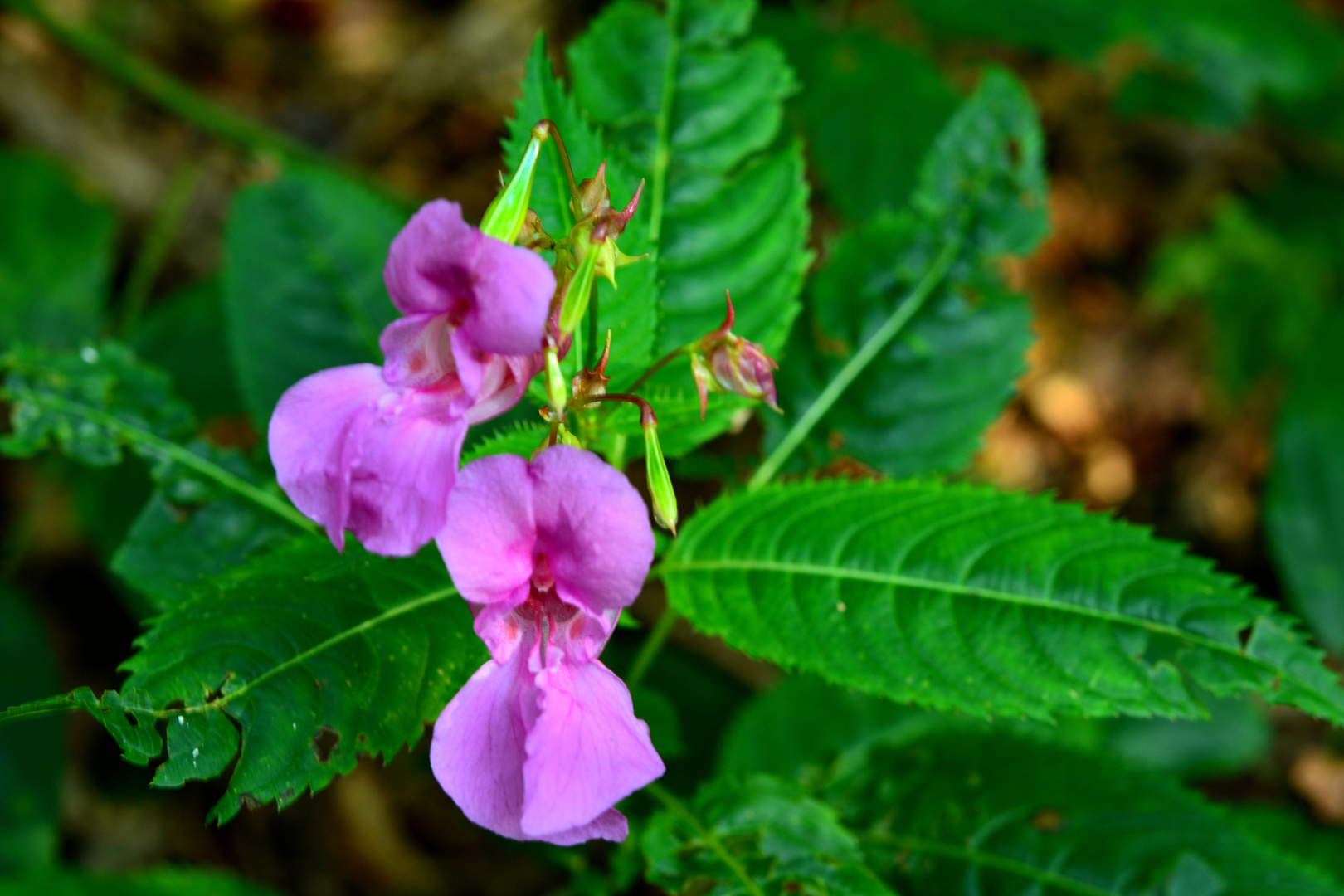 Waldblümchen