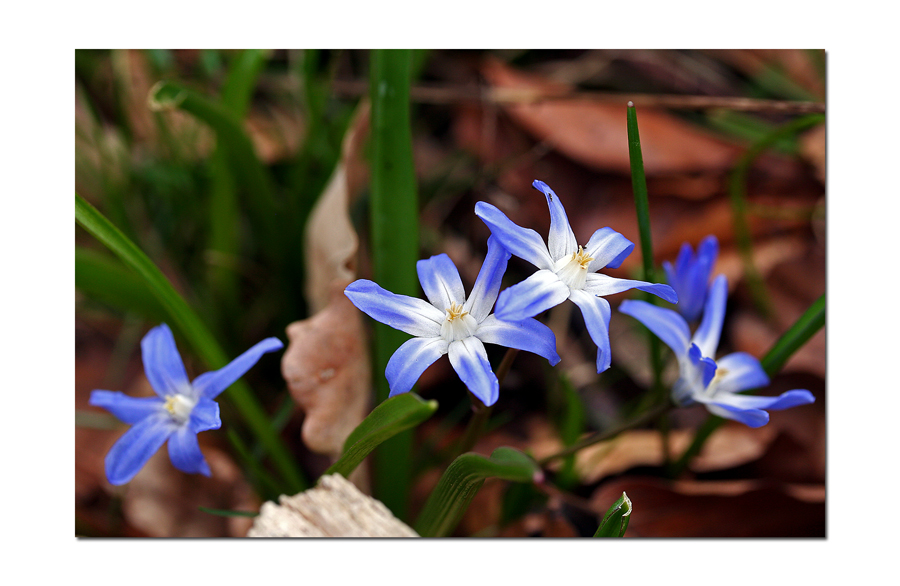 Waldblümchen?