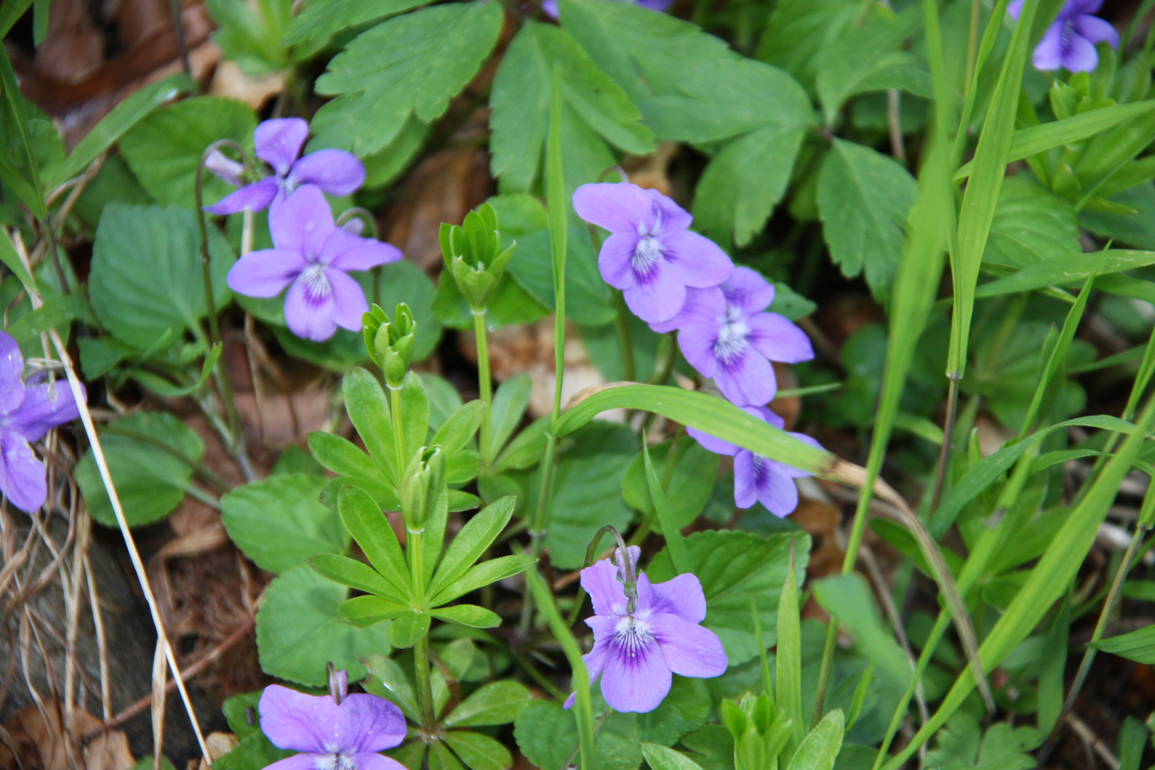 waldblümchen