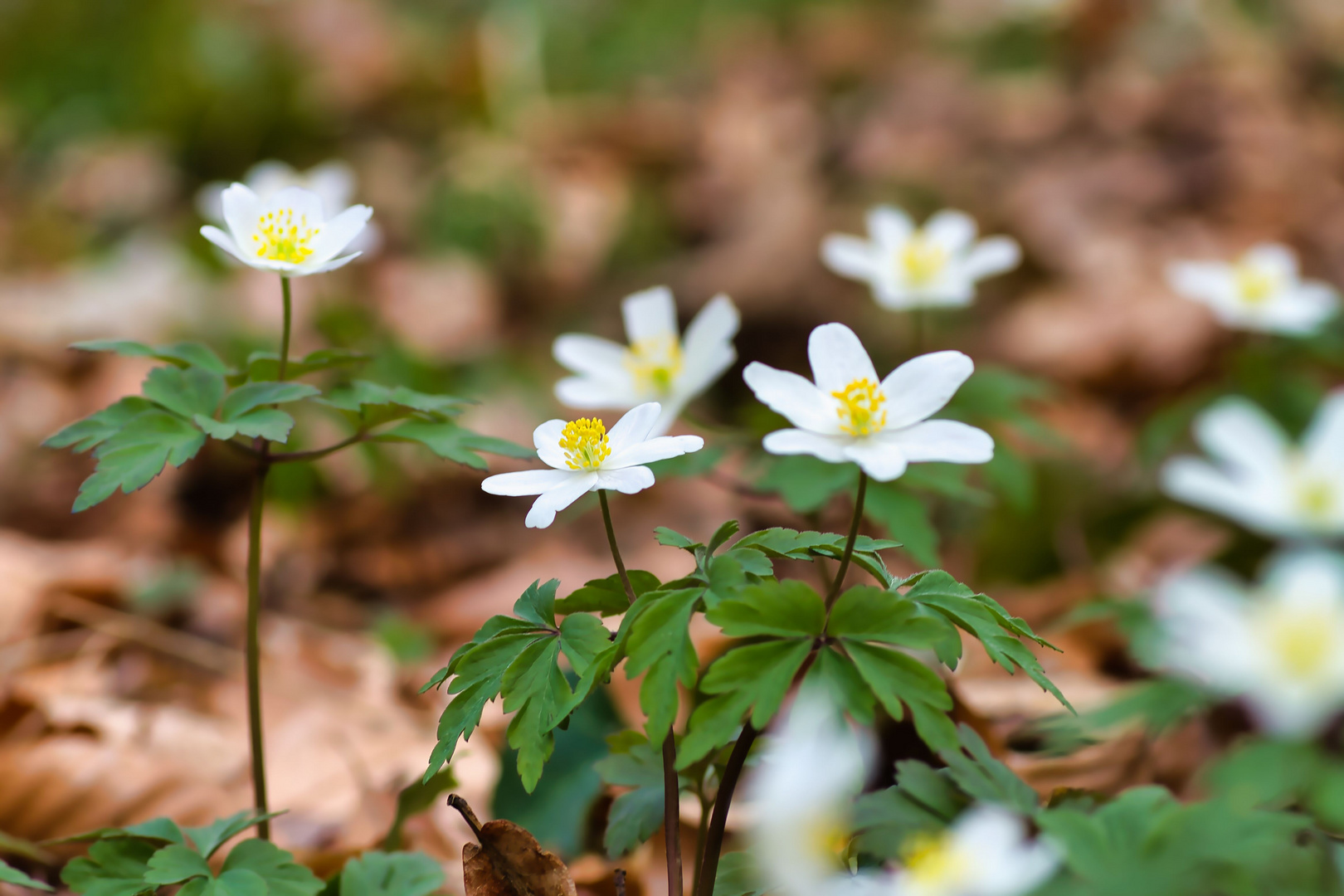 Waldblümchen