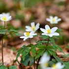 Waldblümchen