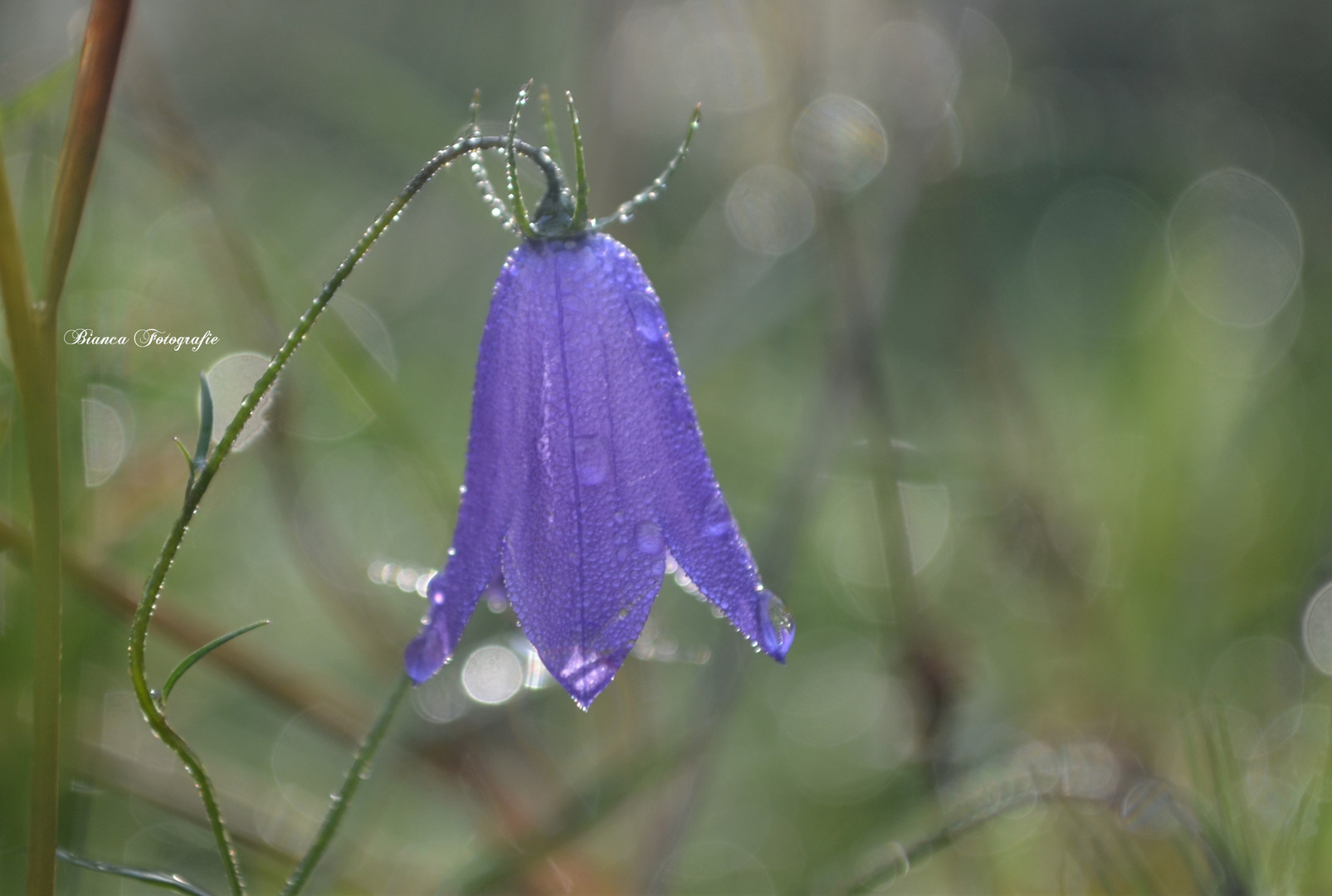 Waldblümchen~