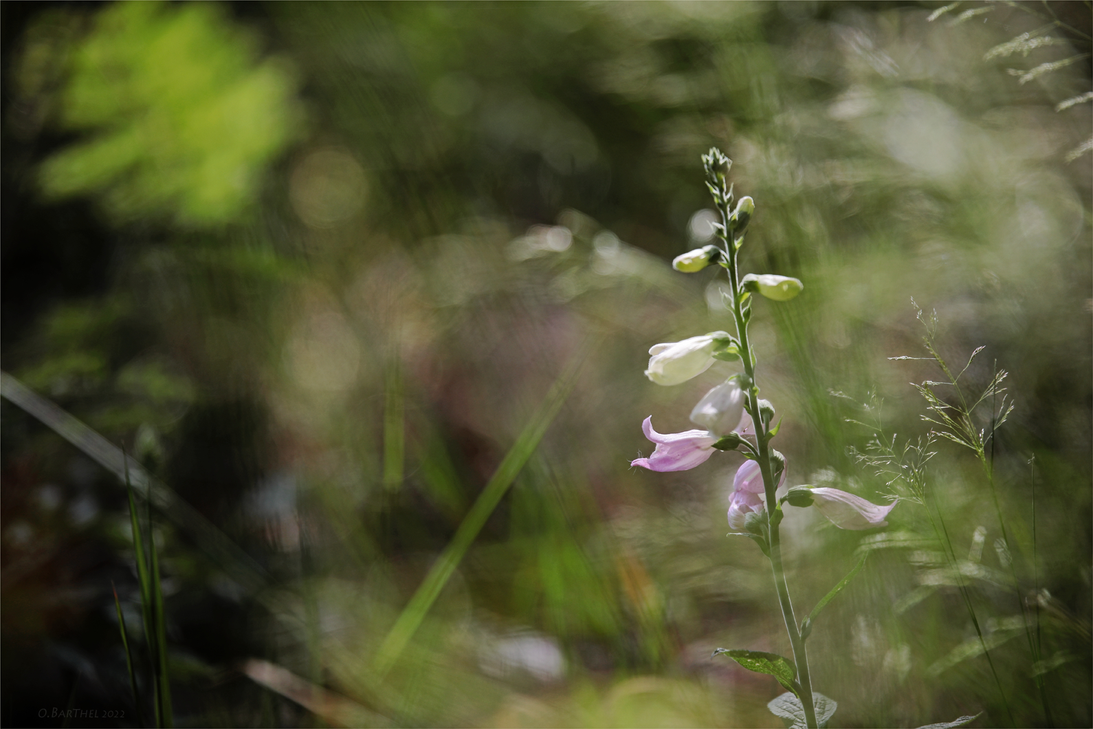 Waldblümchen