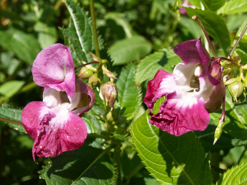 Waldblümchen