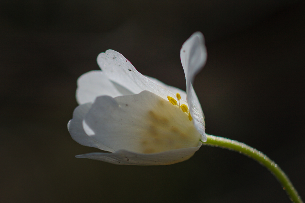 Waldblümchen