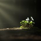 Waldblümchen im Rampenlicht