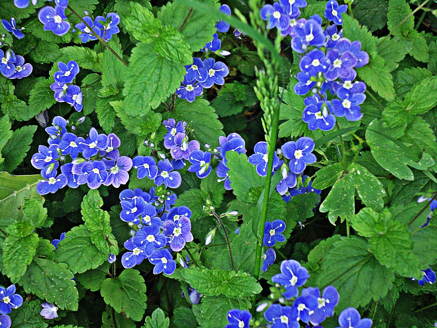 Waldblümchen zum Mittwoch