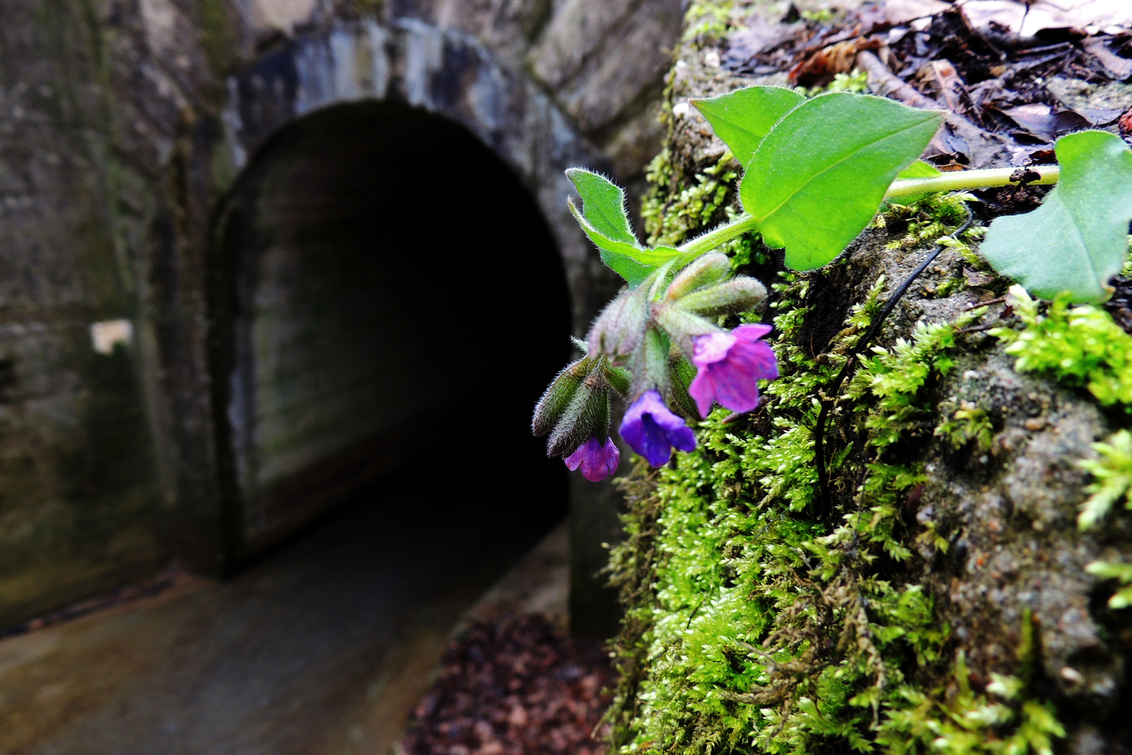 waldblüte