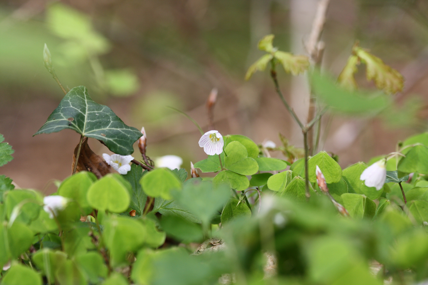 Waldblüte