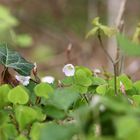 Waldblüte