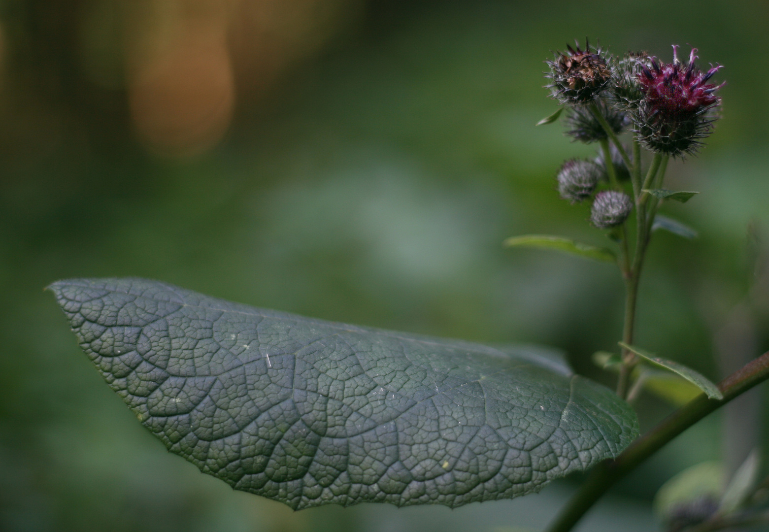 Waldblüte